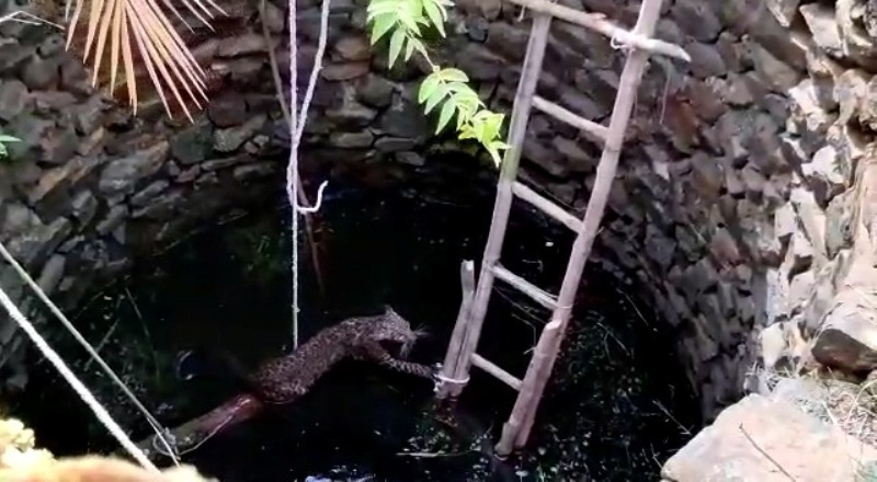 Forest department, police rescue leopard from well in eastern India