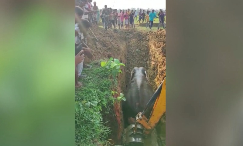 Elephant rescued from well using excavator in eastern India