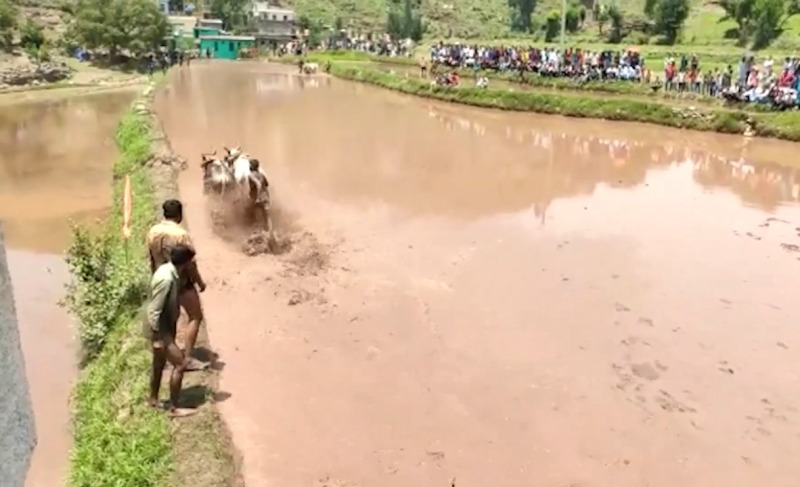 Traditional bull race enthralls hundreds in northern India