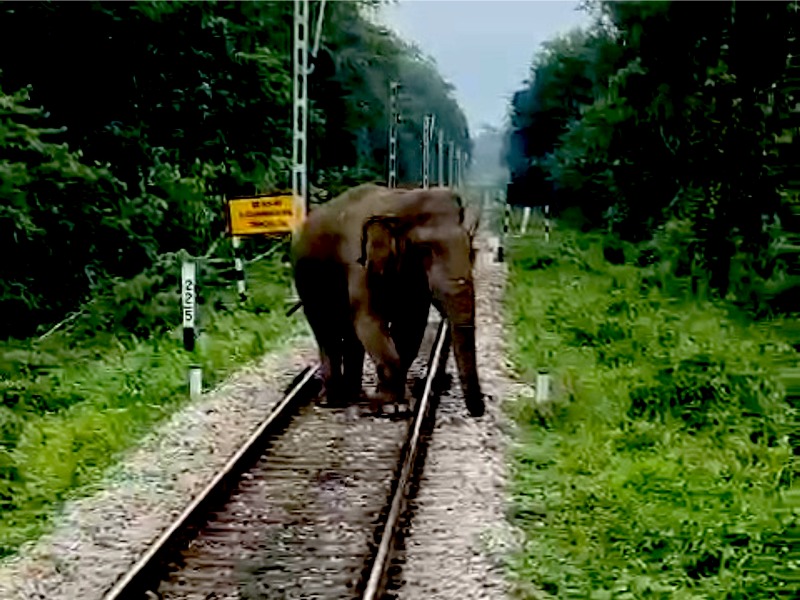 Alert pilots pull brakes to save elephant as it strays into tracks in eastern India