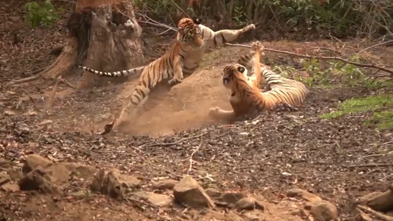 Tigresses share playful moment at game reserve in central India