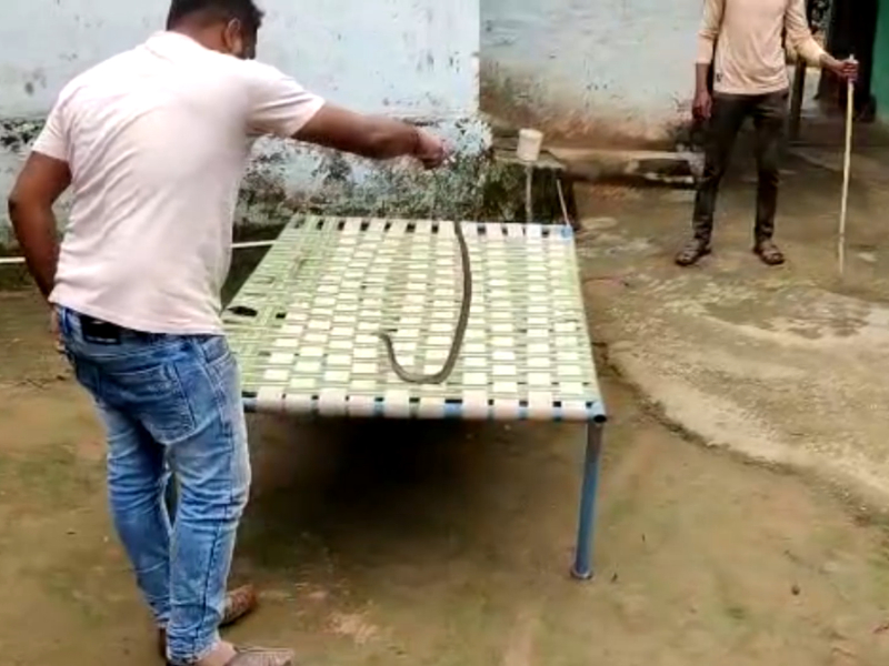 Snake sneaks inside bed at house in central India, rescued