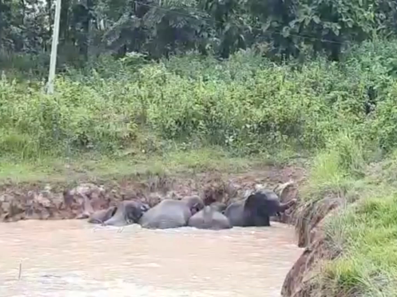 Six elephants get trapped in pond in northeastern India, rescued