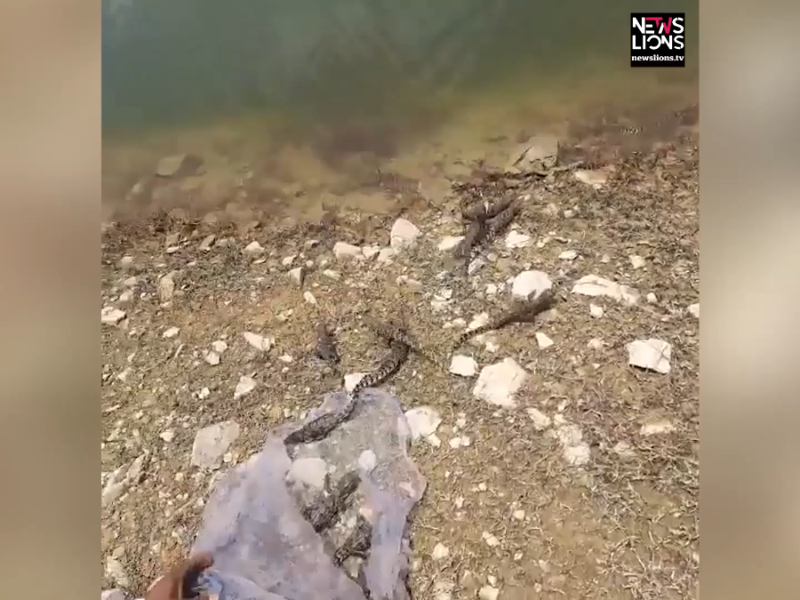 Man releases 30 baby crocodiles in river after discovering them on his farm in central India