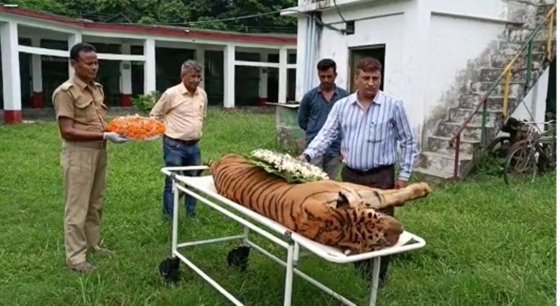 World’s oldest Royal Bengal Tiger passes away at 25 in eastern India