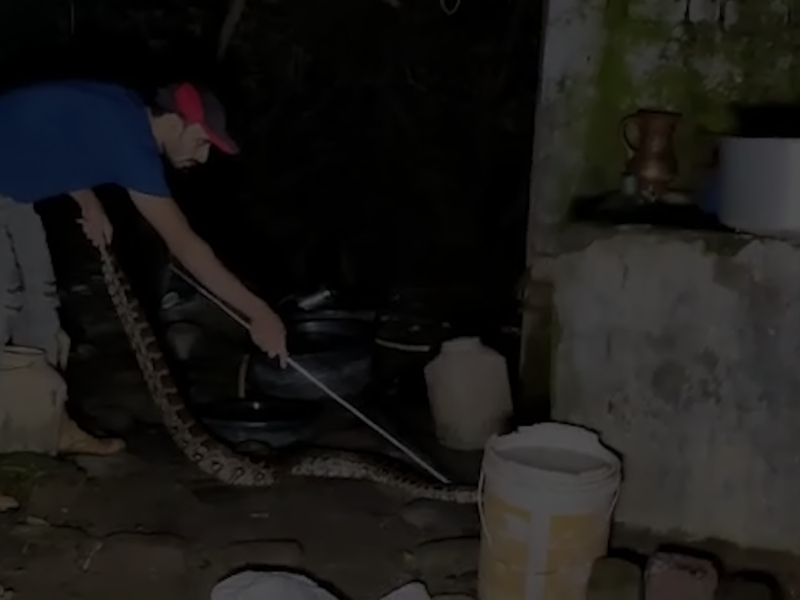 Python wreaks havoc among family members after it strays inside house in central India, rescued