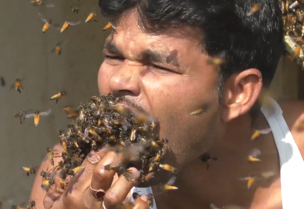 Indian honey collector stuffs shirt, mouth with live bees