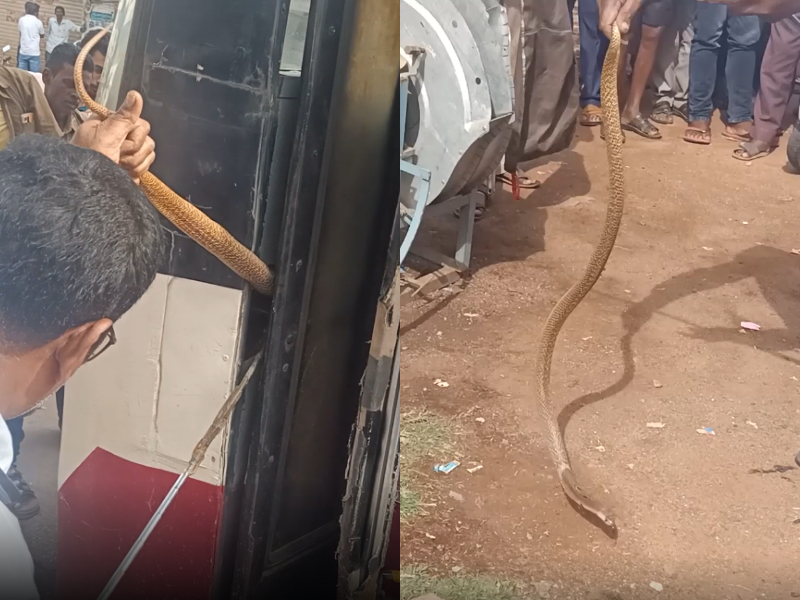 Six-feet long cobra rescued from public bus in southern India
