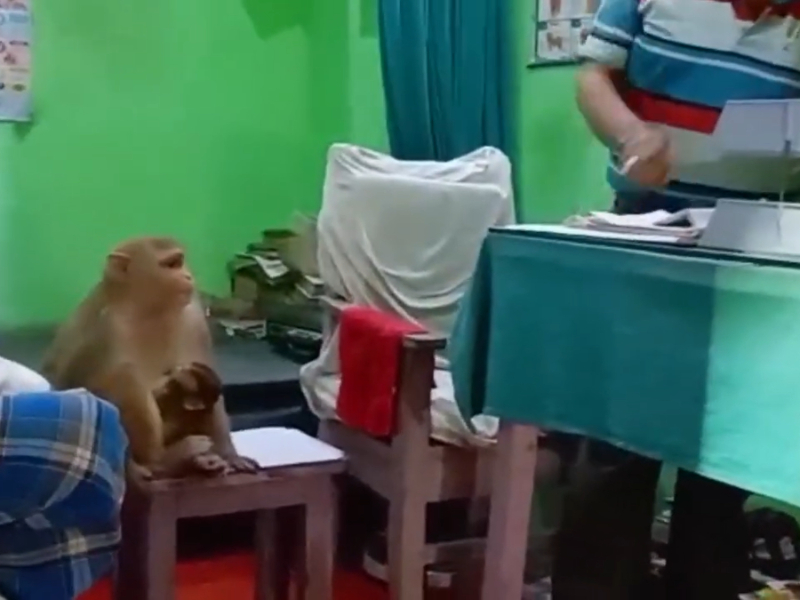 Monkey reaches clinic for treatment with its child in northern India
