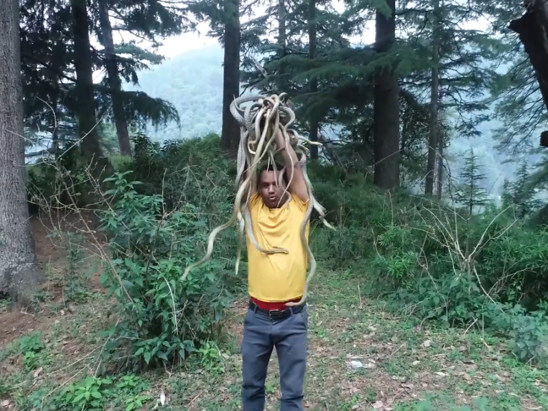 Daring man releases more than 20 venomous snakes in the wild in northern India