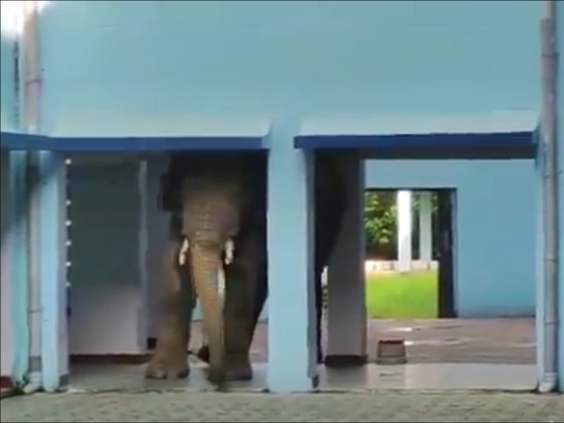 Elephant wreaks havoc, strays inside army school in northeastern India