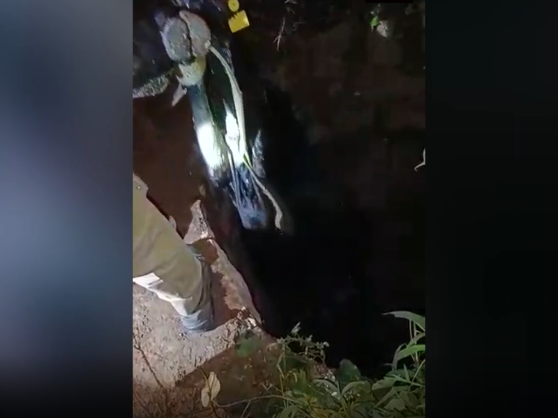 Cow falls in abandoned well in southern India, rescued