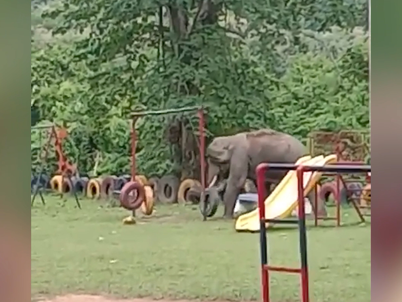 Elephant tries to play with tyre swings at park in northeastern India