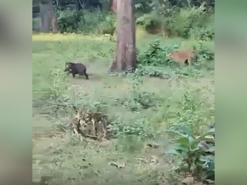 Tiger preys on boar at tiger reserve in southern India