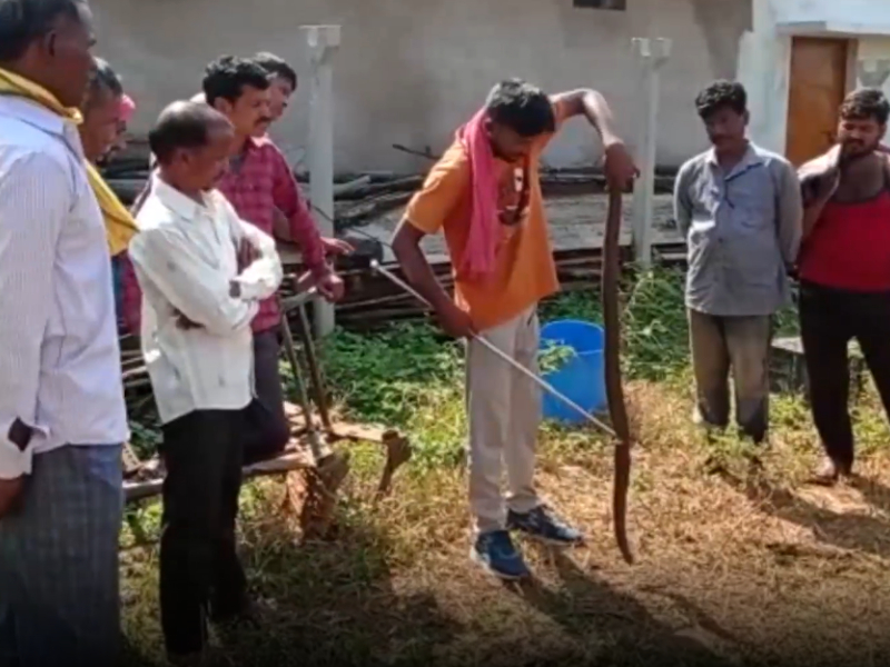 Bizarre! Two-faced snake rescued from household in central India