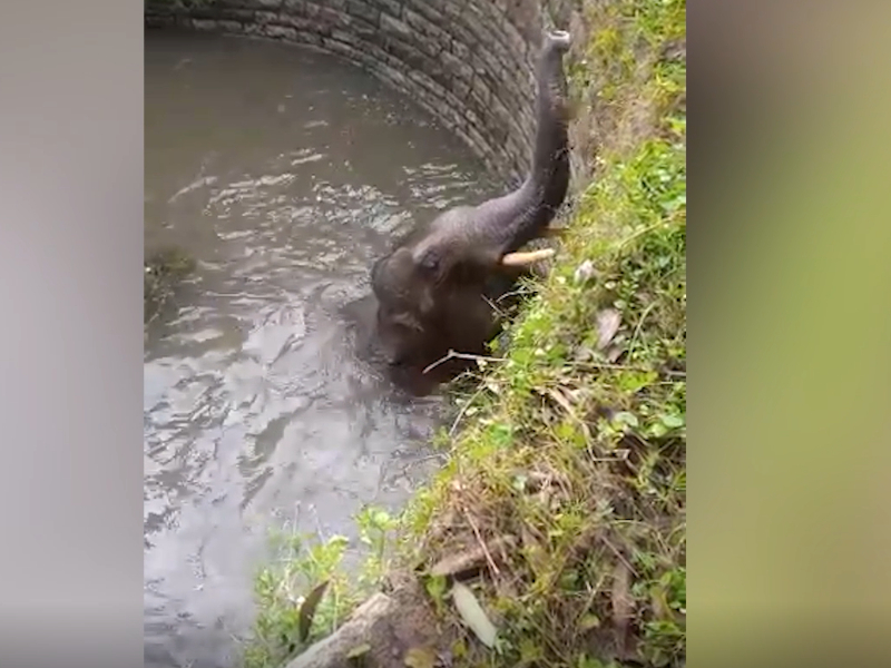 Elephants fall into well, get rescued in southern India