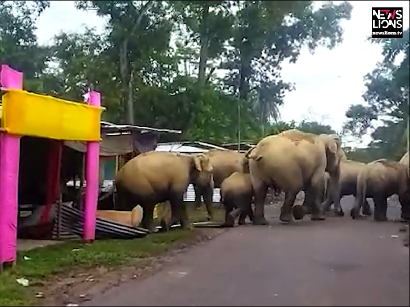 Elephants stray in middle of road in northeastern India