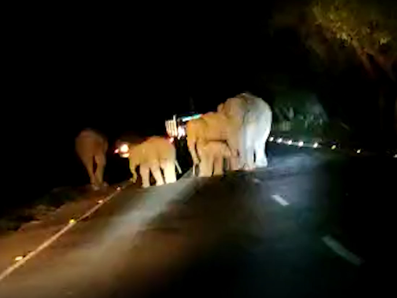 Herd of elephants spreads panic, strays in middle of road in northeastern India