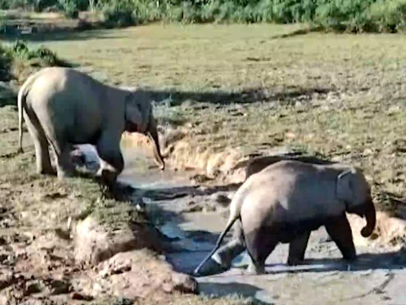 Herd of elephants spreads panic, strays in residential area in northeastern India