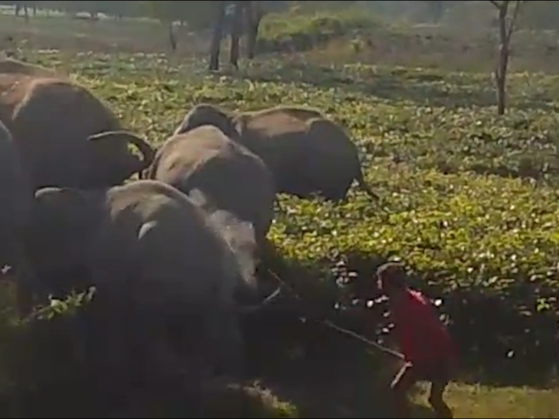 Heartless human attacks baby elephant in northeastern India