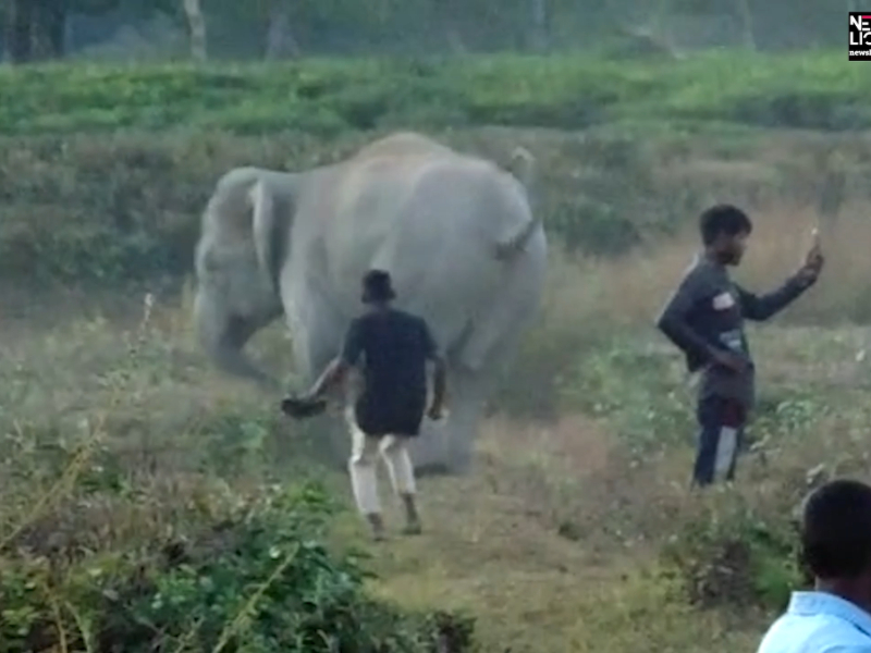 Elephant chase locals at tea estate in northeastern India