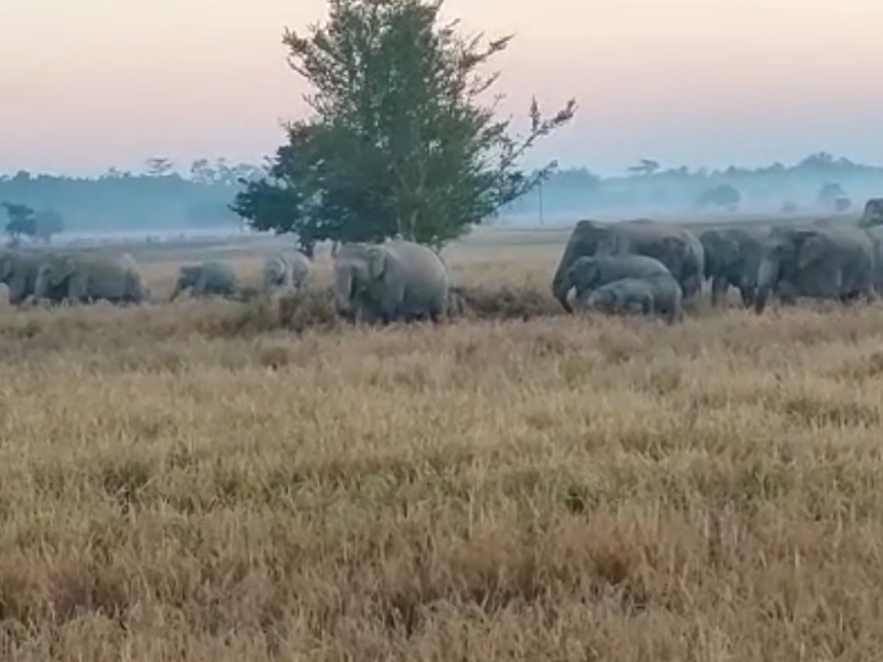 Elephant herd strolls across field in northeastern India