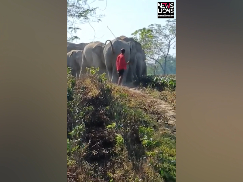 Cruel human troubles innocent elephants in eastern India