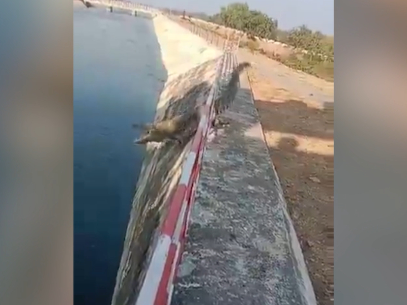 Crocodile jammed between railings near river in central India