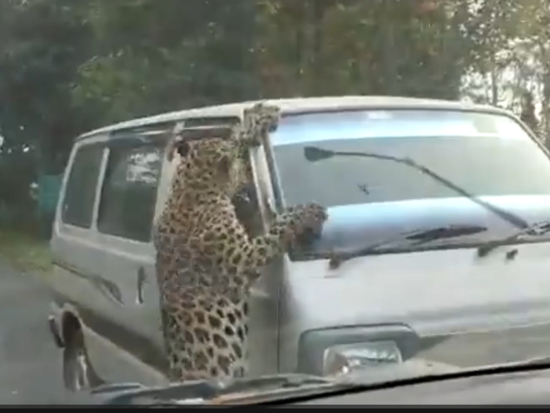 Leopard pounces on vehicle, attacks 13 people, rescued in northeastern India