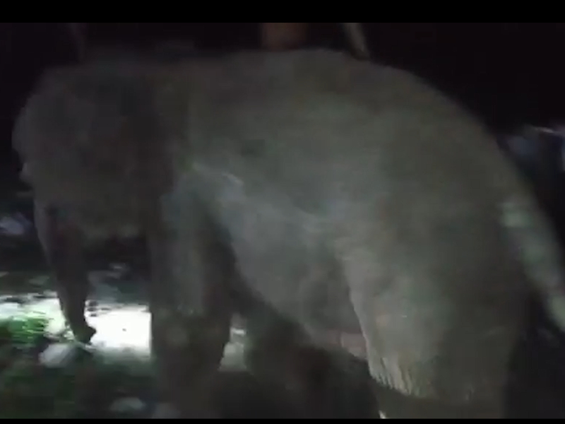 Baby elephant rescued from kitchen in northeastern India