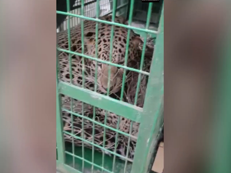 Rescue operation successfully saves leopard in northern India