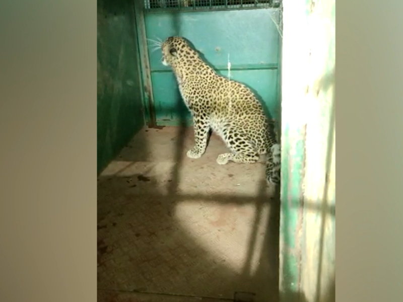 Leopard rescued from village in southern India