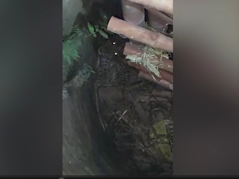 Leopard falls into 15-feet deep well in northern India, rescued