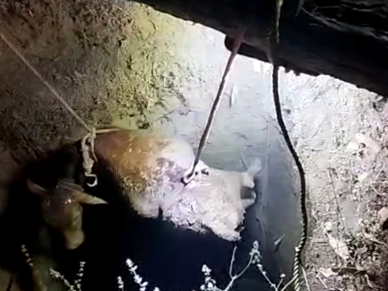 Man rescues calf after it fell inside well which had snake inside, in central India