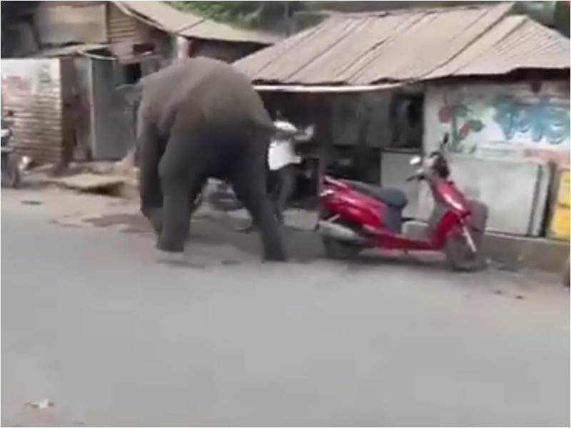 Elephant goes on rampage at marketplace in eastern India, captured