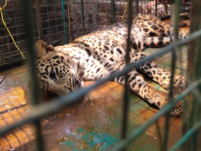 One-year-old leopard rescued after being trapped inside well in southern India