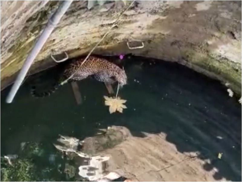 Leopard, cat rescued after falling into well in western India
