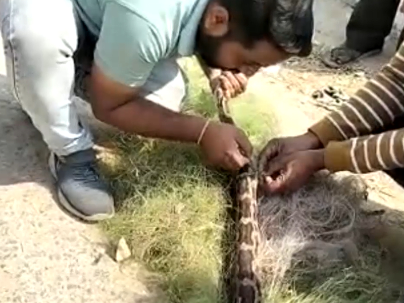 Python rescued after it gets caught in fishing net in central India