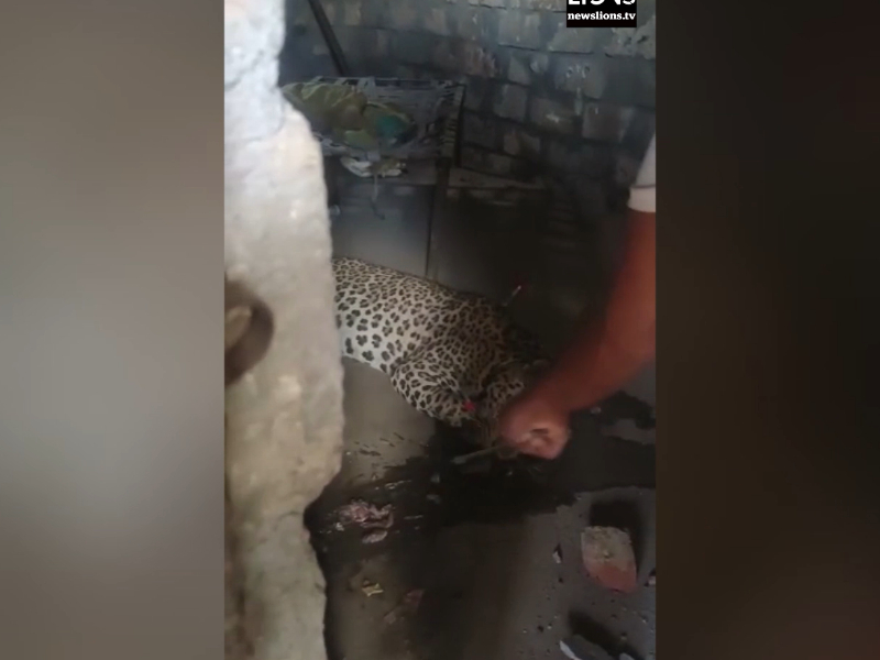 Leopard rescued after it strays into farm in western India