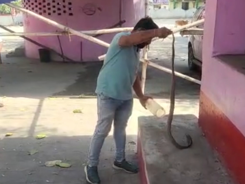 Snake rescued from popular temple in central India