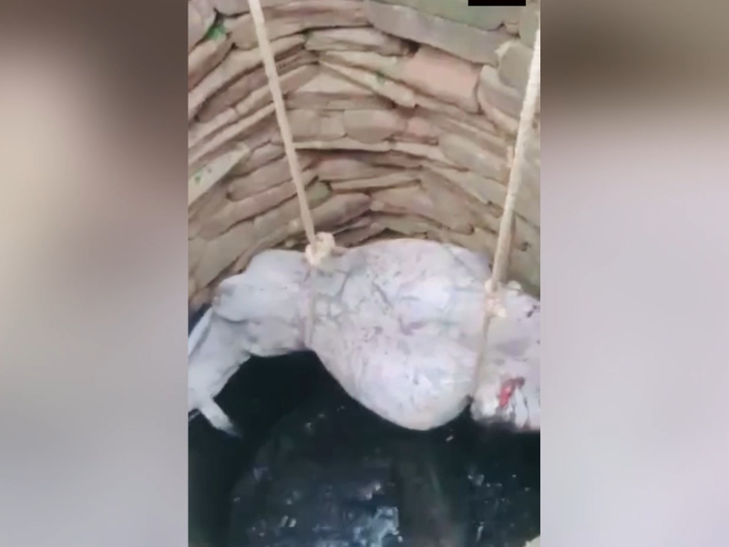 Two bulls rescued after they fell into a well in central India