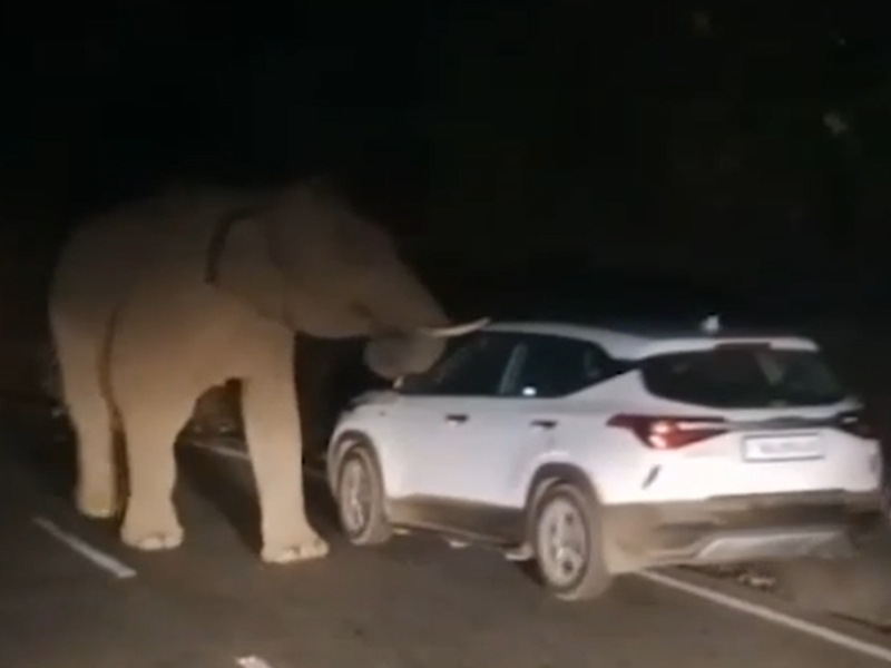 Elephant blocks path, forces car to retreat in southern India