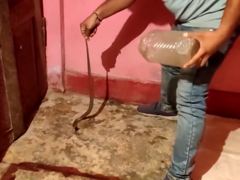Snake rescued after it strayed into house in central India