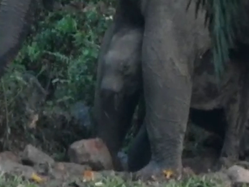 Trunk-less elephant calf spotted in southern India
