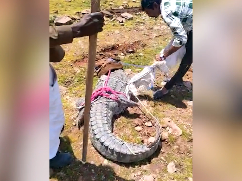 Crocodile ends up on busy road in attempt to hunt down cow in northern India, rescued