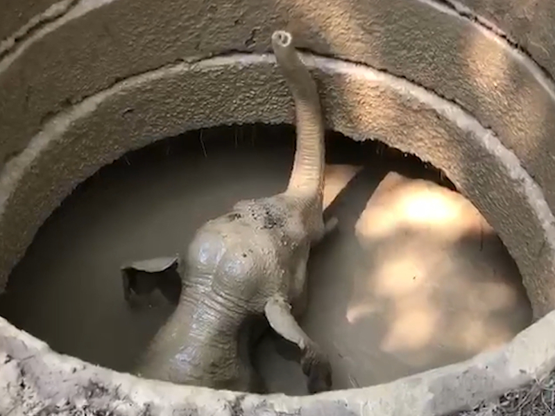 Elephant rescued after it fell into private well in southern India