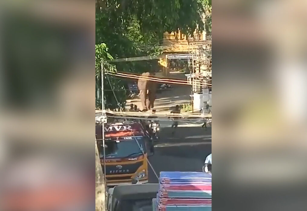Elephant goes rogue, wreaks havoc after straying into town in southern India