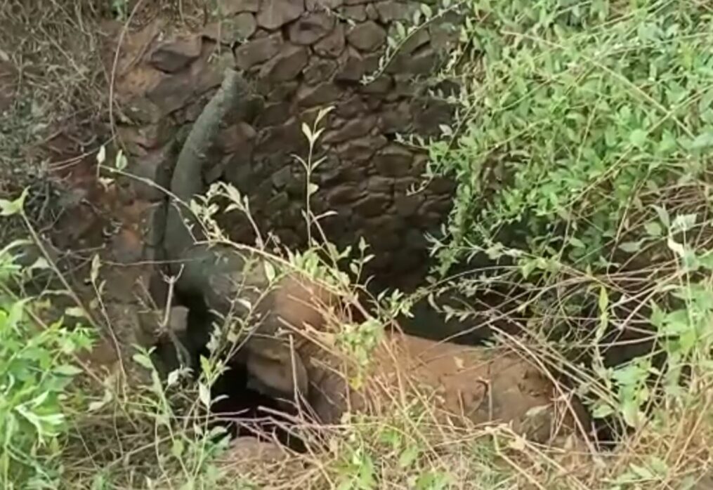 Elephant falls into open-well in eastern India, rescued