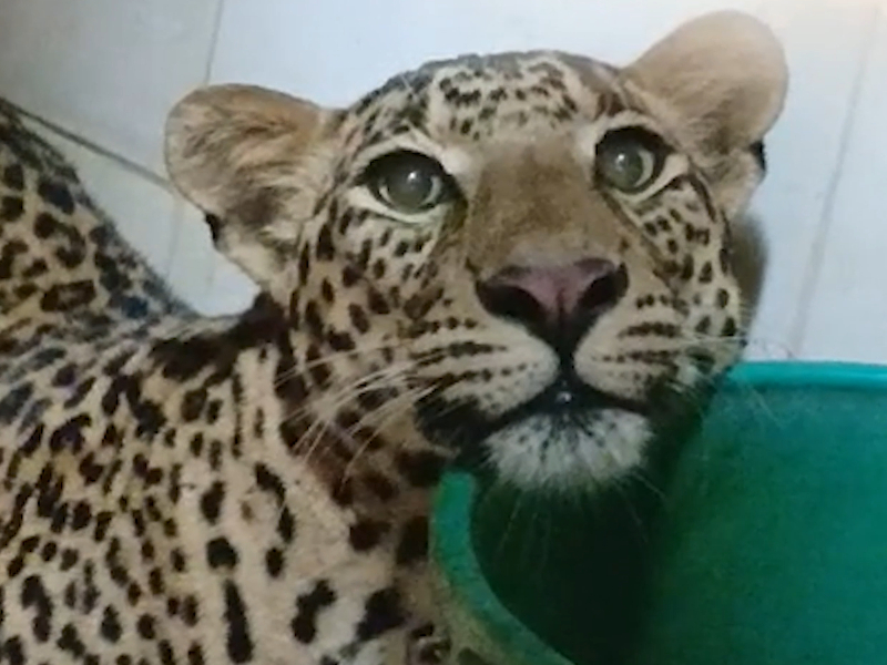 Leopard captured in barn of house in southern India