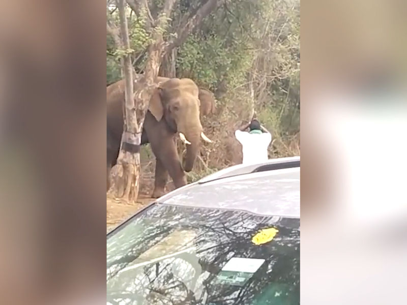 Man walks up, stands with folded hands in front of elephant by side of road in southern India